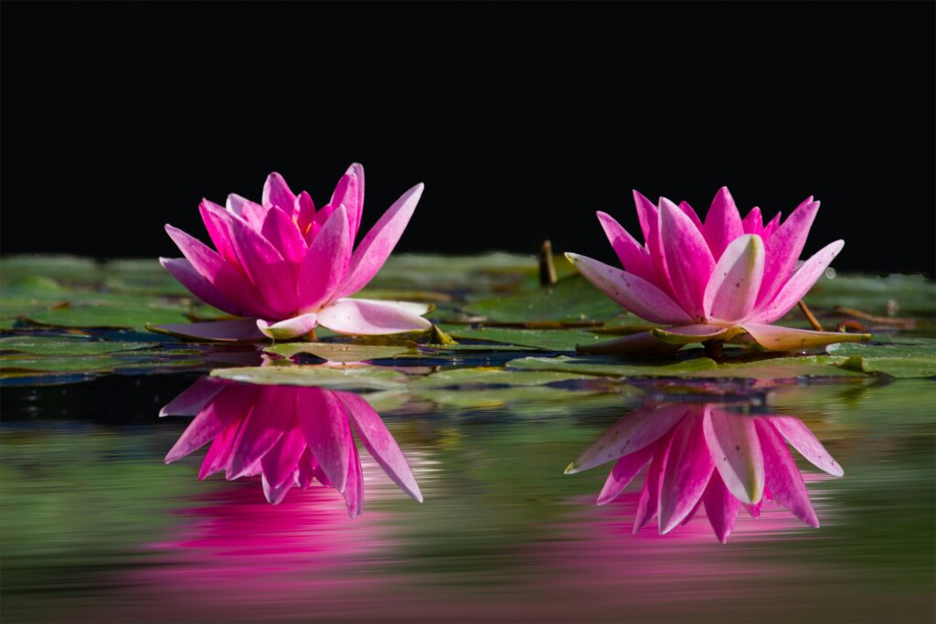water lilies on a still pond